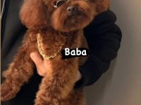 Yok böyle bir poodle