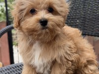 Mini Maltipoo