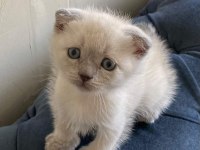 Scottish fold yavrularımız