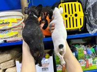 French bulldog orijinal ve sağlık garantili