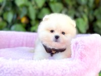 Orjinal Pomeranian Boo