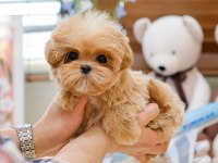 Seker kivaminda cok ozel toy poodle bebeklerimiz