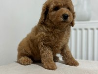 Yüksek Kalite Maltipoo Dişi Yavru