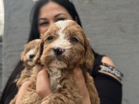Safkan maltipoo yavrularım