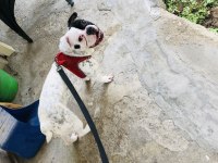 1 yasında french bulldog kızıma yavru arıyoruz