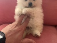 Üst Kalite Pomeranian Boo Yavrularımız
