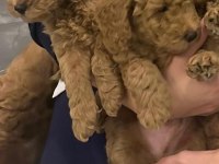 45 GÜNLÜK POODLE KAHVERENGİ BEBEKLER