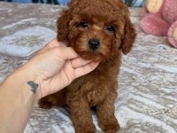 TOY POODLE YAVRULARI 