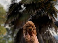 Toypoodle bebekler 