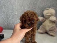 Teacup kore toy poodle bebekler