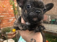 Uygun french bulldog bebeklerimiz