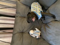 Yetişkin SİYAH PUG