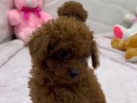 Yavru poodle ırk garantili