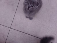 Yine kalite yine scottish fold