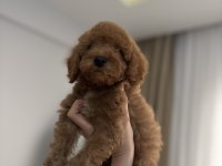 Aşılı wc eğitimli son erkek toy poodle yavru