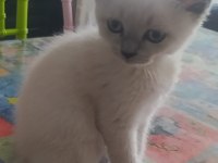British Shorthair Blue Point