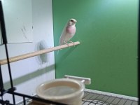 2024 silver takım finch