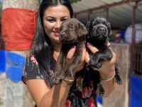 Çikolata labrador yavrularım