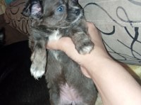 Bir kızımız ve bir oğlumuz var 50 günlük köpekler