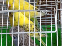 1 Aylık Yavru Muhabbet Kuşu Isırmaları Kesinlikle Yoktur