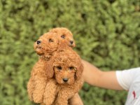 Sağlık garantili toy poodle bebekler