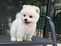 Orjinal Pomeranian yavrumuz 