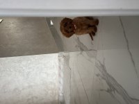Sahibinden poodle yavrumuzdan ayrılmak zorundayız