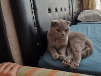 Scottish fold dişi 1 yaşında kızımız kısır değil