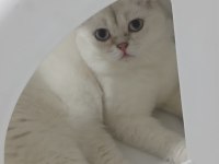 Anne ve Oğul kediler yeni yuva arıyorlar