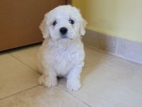 Kar beyaz 0 numara maltese yavrular