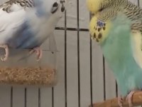 Show Jumbo Takım Hazır Muhabbet Eşler Yavru Alındı