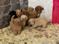 Poodle Yavrularımız Yeni Ailelerini Beklemekte