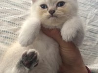 British blue point yavru