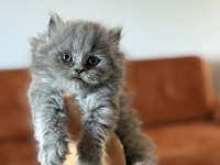 BRITISH LONGHAIR SAFKAN YAVRULARIM 