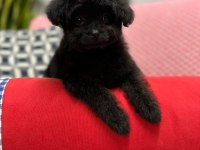 TOY BOYUT F1 MALTİPOO YAVRULAR