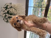Mini toy poodle köpeğimiz