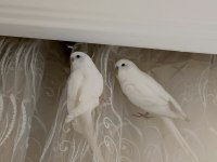 SAFKAN BEYAZ MUHABBET KUŞLARI