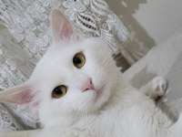 Depremzede Ankara Kedimize Yeni Yuva Arıyoruz (ÜCRETSİZ)