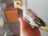 Yeni yeme düşecek olan pied Sultan yavruları