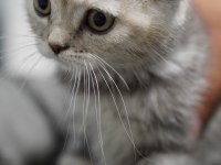 Veteriner kontrolünde sağlıklı scottish fold yavrular