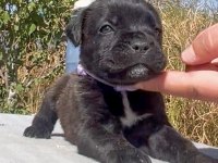 Cane Corso Bakımlı
