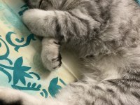 6,5 aylık scottish fold yavrumuz