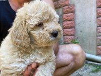 Birbirinden tatlı dişi-erkek poodle