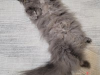 Dişi Chinchilla Cinsi Kedimiz
