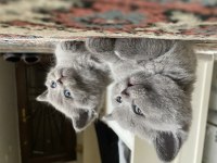 Yavru 3 adet sağlıklı british shorthair
