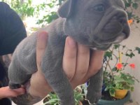 French Bulldog BEBEKLER İÇİN İLETİŞİM