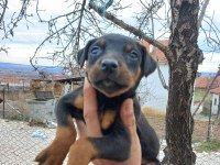 King Doberman Estetikli Ve Estetiksiz