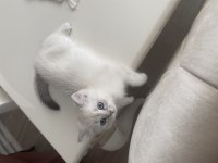 2 aylık yavru british shorthair