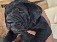 Cane Corso 35 Günlük Yavrular