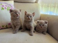 50 GÜNLÜK SCOTTİSH FOLD YAVRULARIMIZA YUVA ARIYORUZ